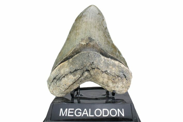 Serrated, Fossil Megalodon Tooth - North Carolina #378051